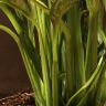 Спатифиллум Даймонд 50/17 фото 5 &mdash; Luxury Plants