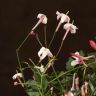 Жасмин полиантум розовый 40/12 фото 3 &mdash; Luxury Plants