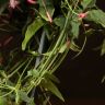 Жасмин полиантум розовый 40/12 фото 5 &mdash; Luxury Plants