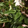 Жасмин полиантум розовый 40/12 фото 4 &mdash; Luxury Plants