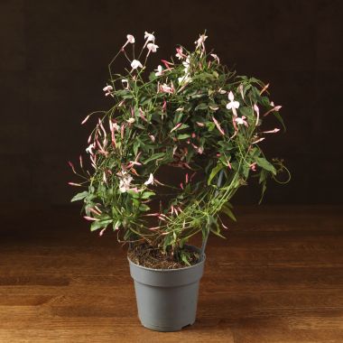 Жасмин полиантум розовый 40/12 &mdash; Luxury Plants