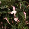 Жасмин полиантум розовый 40/12 фото 2 &mdash; Luxury Plants