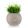Тимьян в кашпо Lechuza Puro 20 фото 2 &mdash; Luxury Plants