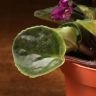 Фиалка фиолетовая 15./12 фото 3 &mdash; Luxury Plants