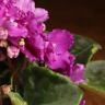 Фиалка фиолетовая 15./12 фото 5 &mdash; Luxury Plants