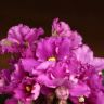 Фиалка фиолетовая 15./12 фото 4 &mdash; Luxury Plants
