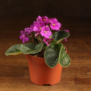 Фиалка фиолетовая 15./12 &mdash; Luxury Plants