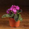 Фиалка фиолетовая 15./12 фото 1 &mdash; Luxury Plants