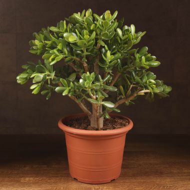 Крассула Овата 55/30 &mdash; Luxury Plants