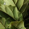 Фикус Лирата 4 ст 160/45 фото 2 &mdash; Luxury Plants