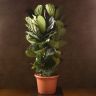 Фикус Лирата 4 ст 160/45 фото 1 &mdash; Luxury Plants