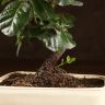 Бонсай Дуб 35 см в белой плошке фото 2 &mdash; Luxury Plants