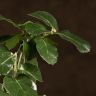Бонсай Дуб 35 см в белой плошке фото 4 &mdash; Luxury Plants
