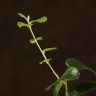 Бонсай Дуб 35 см в белой плошке фото 3 &mdash; Luxury Plants