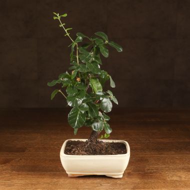 Бонсай Дуб 35 см в белой плошке &mdash; Luxury Plants
