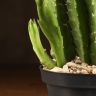 Стапелия гигантская 20/10 фото 2 &mdash; Luxury Plants