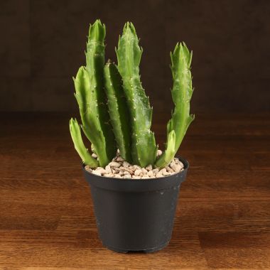 Стапелия гигантская 20/10 &mdash; Luxury Plants