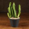 Стапелия гигантская 20/10 фото 1 &mdash; Luxury Plants