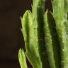 Стапелия гигантская 20/10 фото 3 &mdash; Luxury Plants