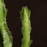 Стапелия гигантская 20/10 фото 5 &mdash; Luxury Plants