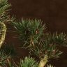 Бонсай Сосна 37 см фото 3 &mdash; Luxury Plants