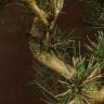 Бонсай Сосна 37 см фото 2 &mdash; Luxury Plants
