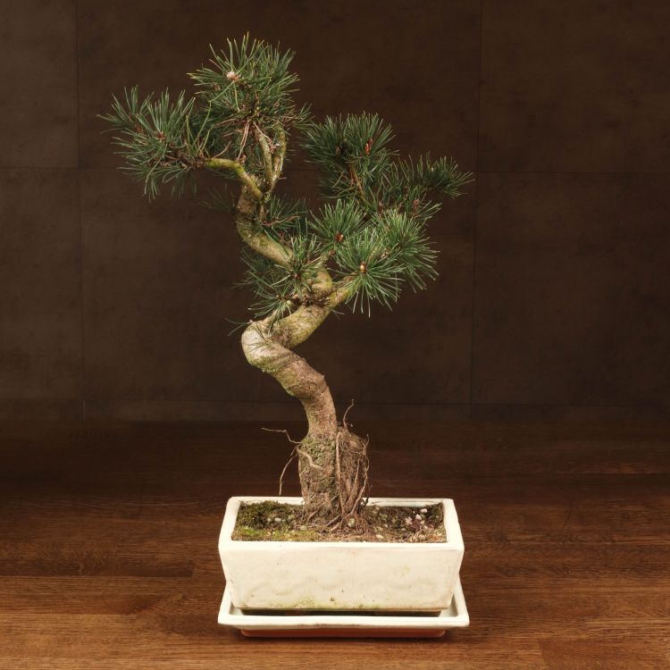 Бонсай Сосна 37 см фото 1 &mdash; Luxury Plants