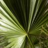 Вашингтония робуста 160/40 фото 2 &mdash; Luxury Plants