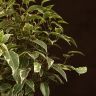 Фикус Бенджамина Кинки 25/12 фото 4 &mdash; Luxury Plants