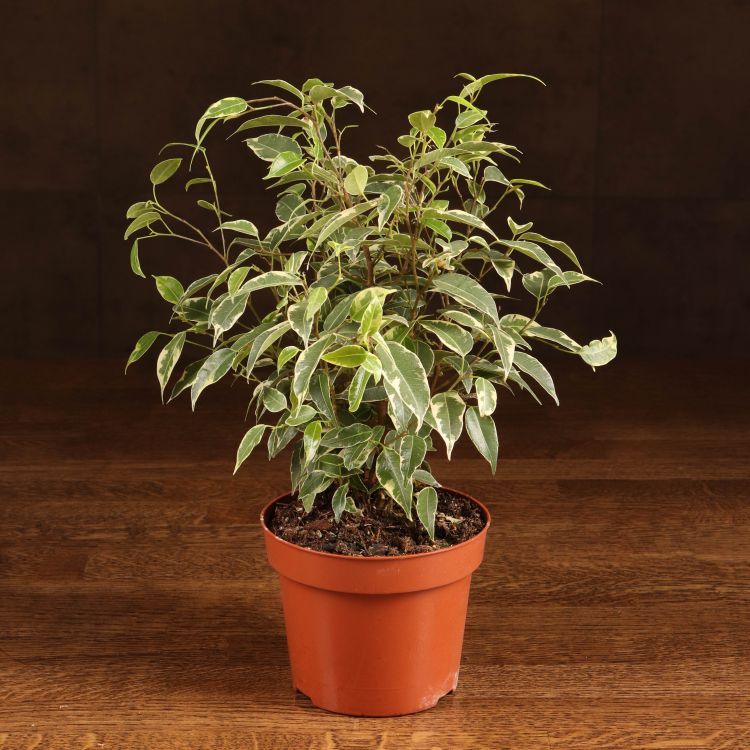 Фикус Бенджамина Кинки 25/12 фото 1 &mdash; Luxury Plants