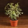 Фикус Бенджамина Кинки 25/12 фото 1 &mdash; Luxury Plants