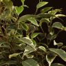 Фикус Бенджамина Кинки 25/12 фото 2 &mdash; Luxury Plants