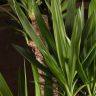 Юкка 4 ствола 160/34 фото 4 &mdash; Luxury Plants