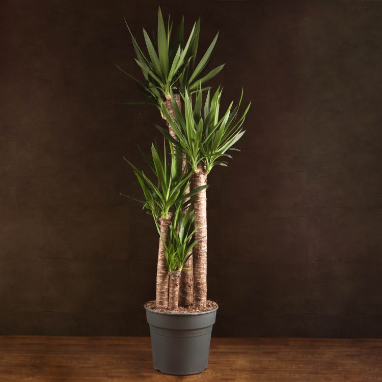 Юкка 4 ствола 160/34 фото 1 &mdash; Luxury Plants