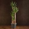 Юкка 4 ствола 160/34 фото 1 &mdash; Luxury Plants