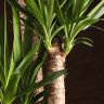 Юкка 4 ствола 160/34 фото 2 &mdash; Luxury Plants