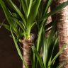 Юкка 4 ствола 160/34 фото 5 &mdash; Luxury Plants
