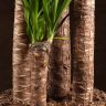 Юкка 4 ствола 160/34 фото 3 &mdash; Luxury Plants