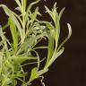 Лаванда д10 фото 4 &mdash; Luxury Plants