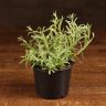Лаванда д10 фото 1 &mdash; Luxury Plants