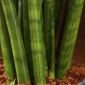 Сансевиерия цилиндрика Тауэр д12 фото 5 &mdash; Luxury Plants