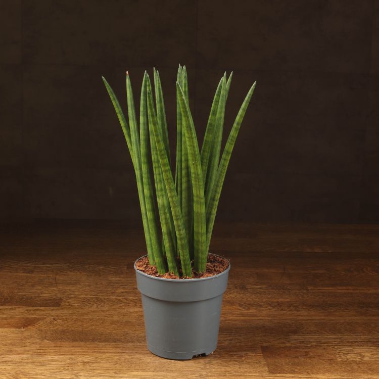 Сансевиерия цилиндрика Тауэр д12 фото 1 &mdash; Luxury Plants