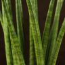 Сансевиерия цилиндрика Тауэр д12 фото 4 &mdash; Luxury Plants