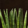 Сансевиерия цилиндрика Тауэр д12 фото 2 &mdash; Luxury Plants
