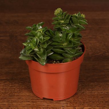 Крассула Спрингтайм 15/12 &mdash; Luxury Plants
