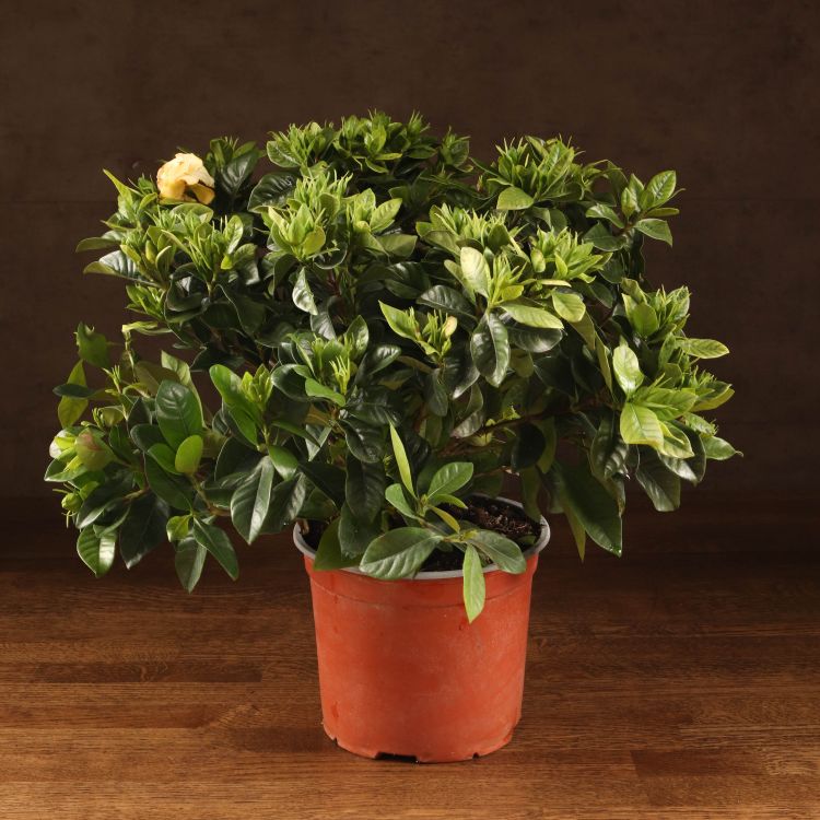 Гардения жасминовидная 40/19 фото 1 &mdash; Luxury Plants