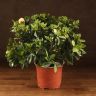 Гардения жасминовидная 40/19 фото 1 &mdash; Luxury Plants