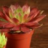 Семпервивум микс д6 (каменная роза) фото 3 &mdash; Luxury Plants