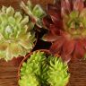 Семпервивум микс д6 (каменная роза) фото 4 &mdash; Luxury Plants