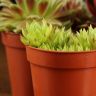 Семпервивум микс д6 (каменная роза) фото 5 &mdash; Luxury Plants
